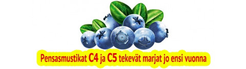Pensasmustikoiden taimet