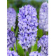 Hyasintti  Blue star 3 kpl