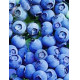 Northblue pensasmustikka