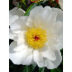 Pioni White wings - 3/5 N