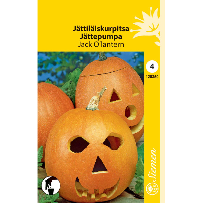 JÄTTILÄISKURPITSA Jack O'lantern HR4