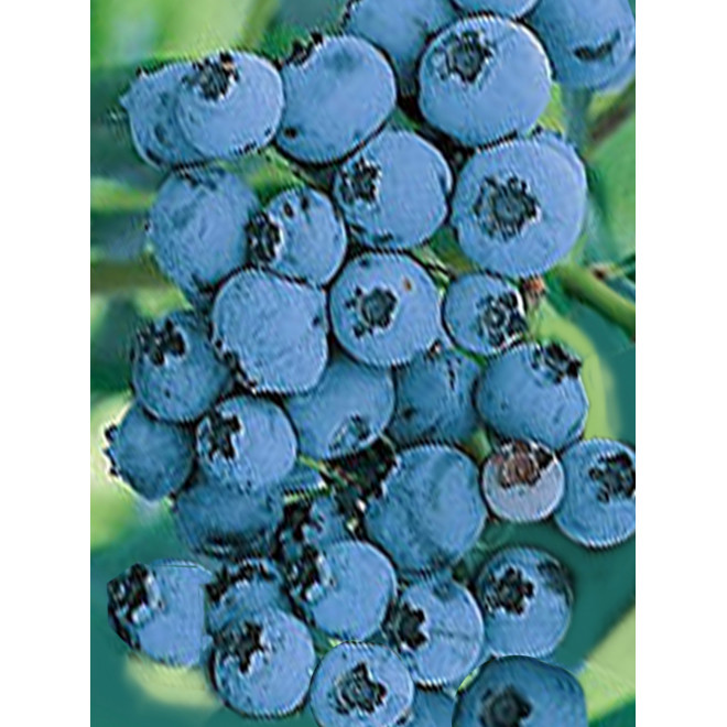 Bluecrop pensasmustikka