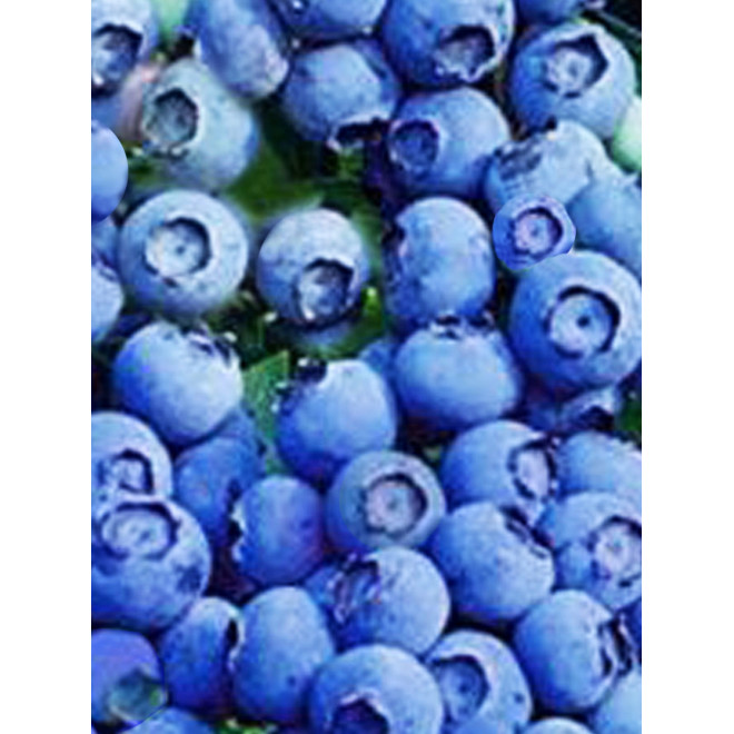 Northblue pensasmustikka