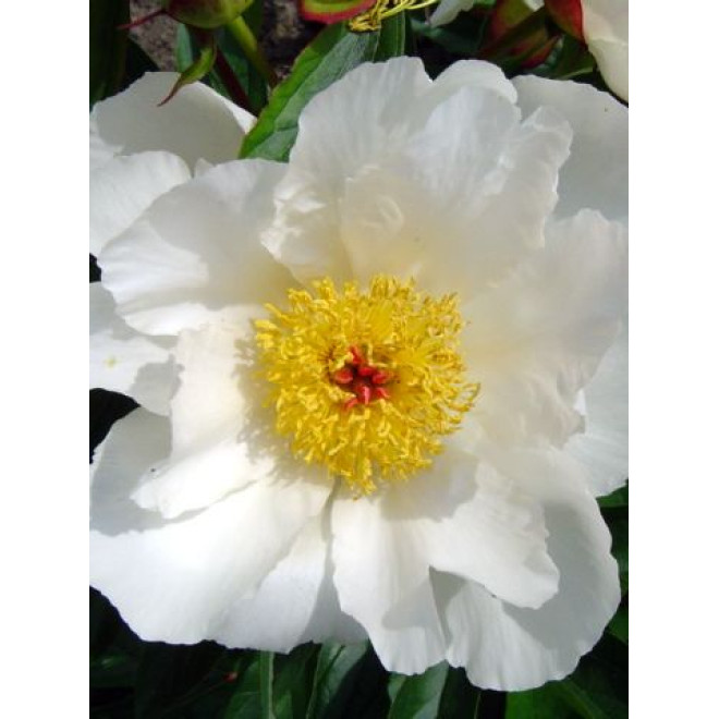 Pioni White wings - 3/5 N